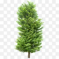 树-空若网 树-空若网