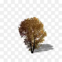 植物 树 森林 树叶-空若网 植物 树 森林 树叶-空若网