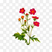 �ֻ�ֲ�ﻨ��-������