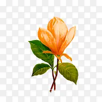 �ֻ�ֲ�ﻨ��-������