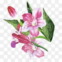 手绘植物花卉-空若网 手绘植物花卉-空若网