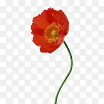 ³ÈÉ«¼òԼˮ²Ê»¨-¿ÕÈôÍø ³ÈÉ«¼òԼˮ²Ê»¨-¿ÕÈôÍø