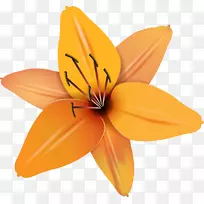 开花植物花瓣开花植物百合m-黄-空若网 开花植物花瓣开花植物百合m-黄-空若网