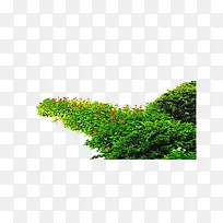 ��ɫï�ܵ�����-������