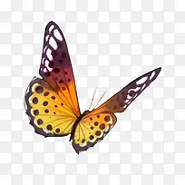 ��ɫ�����걾-������