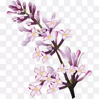 切花,花卉设计,丁香花.丁香-空若网 切花,花卉设计,丁香花.丁香-空若网
