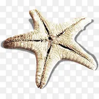 白色海星图片-空若网 白色海星图片-空若网