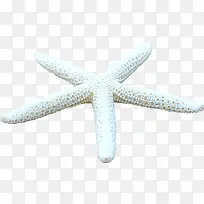 白色细长海星-空若网 白色细长海星-空若网