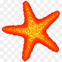 橙红色海星素材料-空若网 橙红色海星素材料-空若网