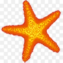 橙色海星夏日海报素材-空若网 橙色海星夏日海报素材-空若网