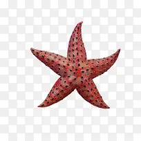 红色黑点海星-空若网 红色黑点海星-空若网