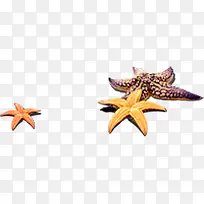 可爱唯美海滩海星-空若网 可爱唯美海滩海星-空若网