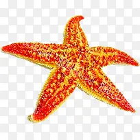创意可爱海星生物-空若网 创意可爱海星生物-空若网