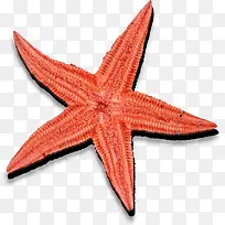 红色可爱卡通海星-空若网 红色可爱卡通海星-空若网