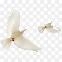 ��ɫ����-������