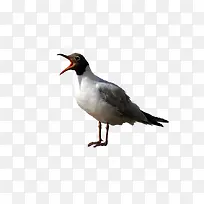 ³á°ò¸ë×Óͼ°¸-¿ÕÈôÍø ³á°ò¸ë×Óͼ°¸-¿ÕÈôÍø