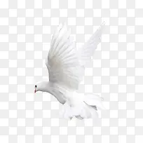 白色鸽子侧面-空若网 白色鸽子侧面-空若网