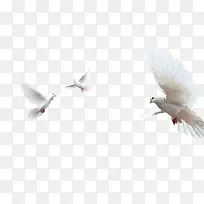 白色和平鸽子-空若网 白色和平鸽子-空若网