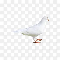 白色鸽子正右侧-空若网 白色鸽子正右侧-空若网
