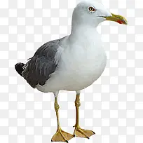 白色尖嘴羽毛鸽子-空若网 白色尖嘴羽毛鸽子-空若网