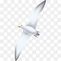 手绘夏日白色鸽子-空若网 手绘夏日白色鸽子-空若网