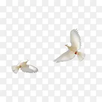 白色鸽子-空若网 白色鸽子-空若网