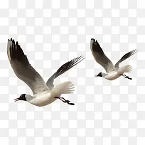 羽毛翅膀-空若网 羽毛翅膀-空若网