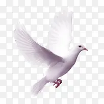 张开翅膀的鸽子-空若网 张开翅膀的鸽子-空若网