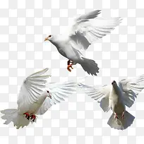 飞鸟鸽子素材-空若网 飞鸟鸽子素材-空若网