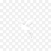 信鸽手绘-空若网 信鸽手绘-空若网