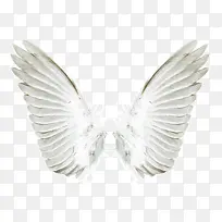 鸽子翅膀-空若网 鸽子翅膀-空若网