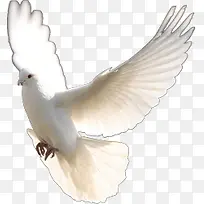 挥舞翅膀的鸽子-空若网 挥舞翅膀的鸽子-空若网