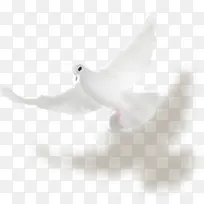 白色鸽子-空若网 白色鸽子-空若网