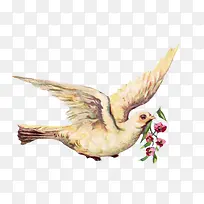 鸽子-空若网 鸽子-空若网