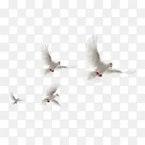 白色鸽子素材-空若网 白色鸽子素材-空若网