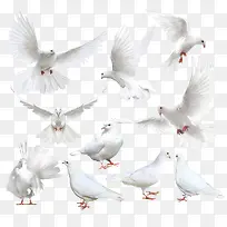 白色多款飞行鸽子-空若网 白色多款飞行鸽子-空若网