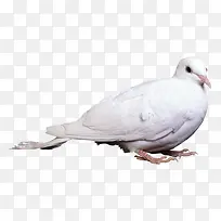 白色鸽子-空若网 白色鸽子-空若网