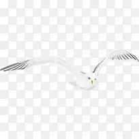 �ֻ��ɫ��ͨ����-������