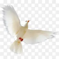 白色高清鸽子装饰-空若网 白色高清鸽子装饰-空若网