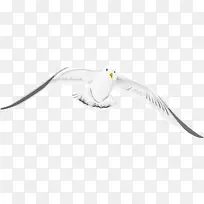 ��ɫ�ɰ��������-������