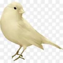 ��ɫ�ɰ����Ӹ���-������