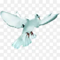 高清白色羽毛鸽子-空若网 高清白色羽毛鸽子-空若网