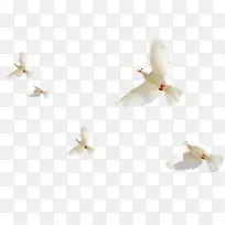 ���Ӱ�ɫ�Ÿ�-������