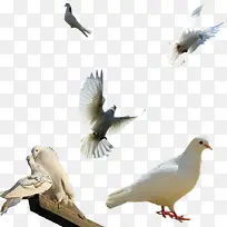 ���ӳ���ɫ���-������