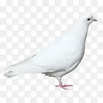 ���ӷ��زĶ���-������