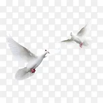 鸟鸽子白色鸽子和平鸽-空若网 鸟鸽子白色鸽子和平鸽-空若网