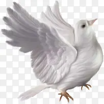 白色飞起鸽子-空若网 白色飞起鸽子-空若网