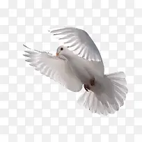 白鸽子动物-空若网 白鸽子动物-空若网