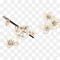 白色小花-空若网 白色小花-空若网