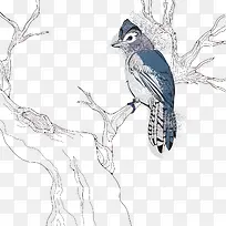 工笔手绘鸟-空若网 工笔手绘鸟-空若网